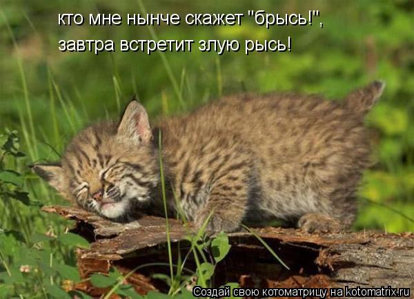 кто мне нынче скажет "брысь!", завтра встретит злую рысь!... Котоматрица: кто мне нынче скажет "брысь!", завтра встретит злую рысь!