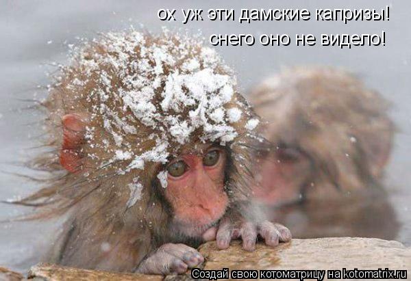 ох уж эти дамские капризы! снего оно не видело!... Котоматрица: ох уж эти дамские капризы! снего оно не видело!