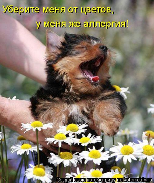Уберите меня от цветов, у меня же аллергия!... Котоматрица: Уберите меня от цветов, у меня же аллергия!