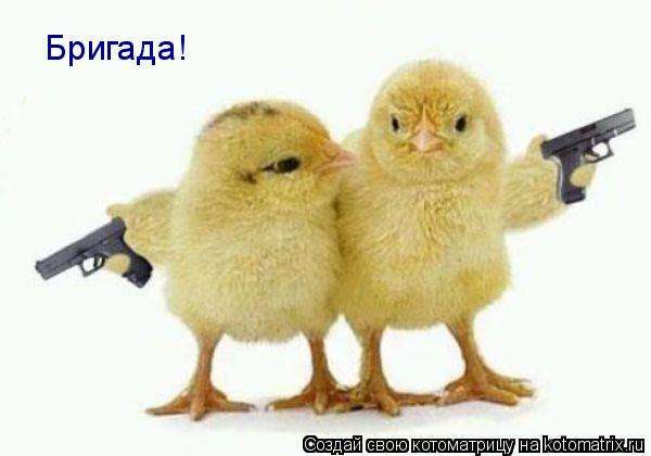 Бригада!... Котоматрица: Бригада!