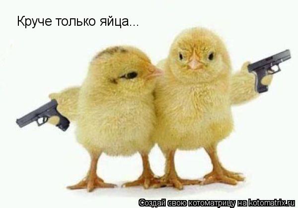 Круче только яйца...... Котоматрица: Круче только яйца...