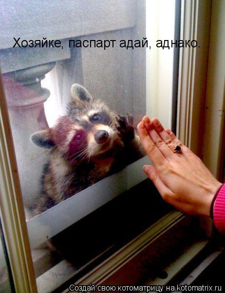 Хозяйке, паспарт адай, аднако.... Котоматрица: Хозяйке, паспарт адай, аднако.