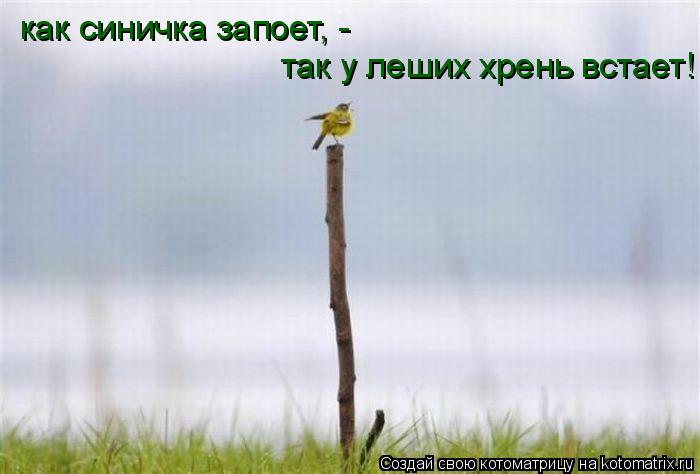 так у леших хрень встает! как синичка запоет, -... Котоматрица: так у леших хрень встает! как синичка запоет, -