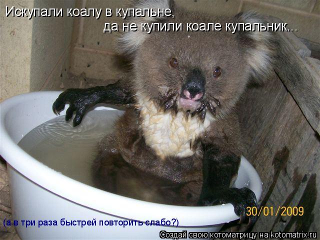 Искупали коалу в купальне, да не купили коале купальник... (а в три раза быстрей повторить слабо?)... Котоматрица: Искупали коалу в купальне, да не купили коале купальник... (а в три раза быстрей повторить слабо?)
