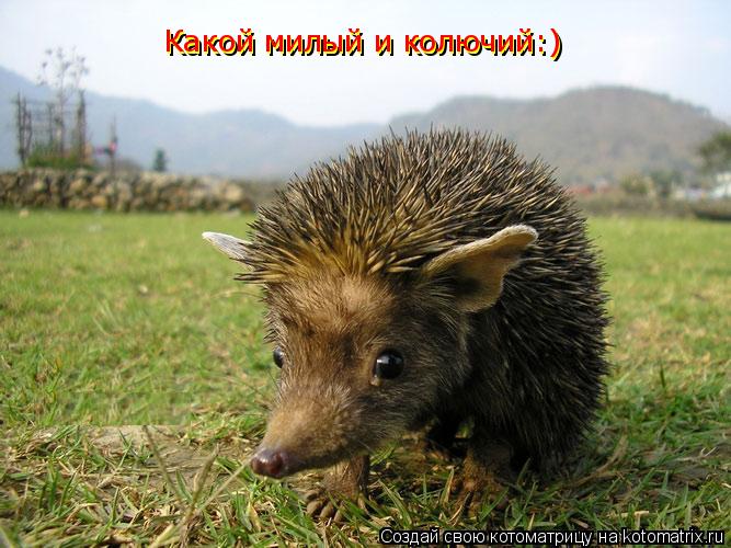Какой милый и колючий:) Какой милый и колючий:)... Котоматрица: Какой милый и колючий:) Какой милый и колючий:)