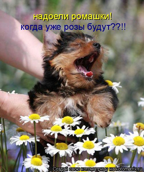 надоели ромашки! когда уже розы будут??!!... Котоматрица: надоели ромашки! когда уже розы будут??!!