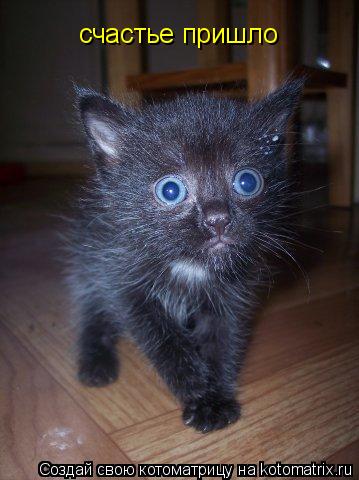 счастье пришло... Котоматрица: счастье пришло