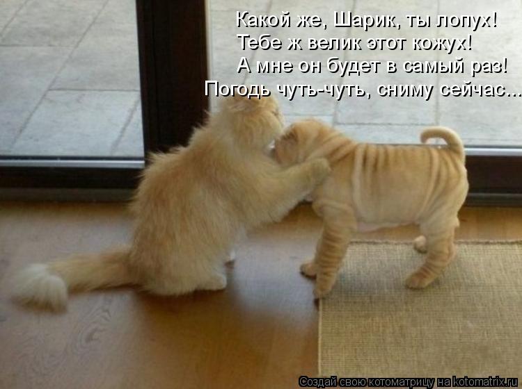 Какой же, Шарик, ты лопух! Тебе ж велик этот кожух! А мне он будет в самый раз! Погодь чуть-чуть, сни... Котоматрица: Какой же, Шарик, ты лопух! Тебе ж велик этот кожух! А мне он будет в самый раз! Погодь чуть-чуть, сниму сейчас...