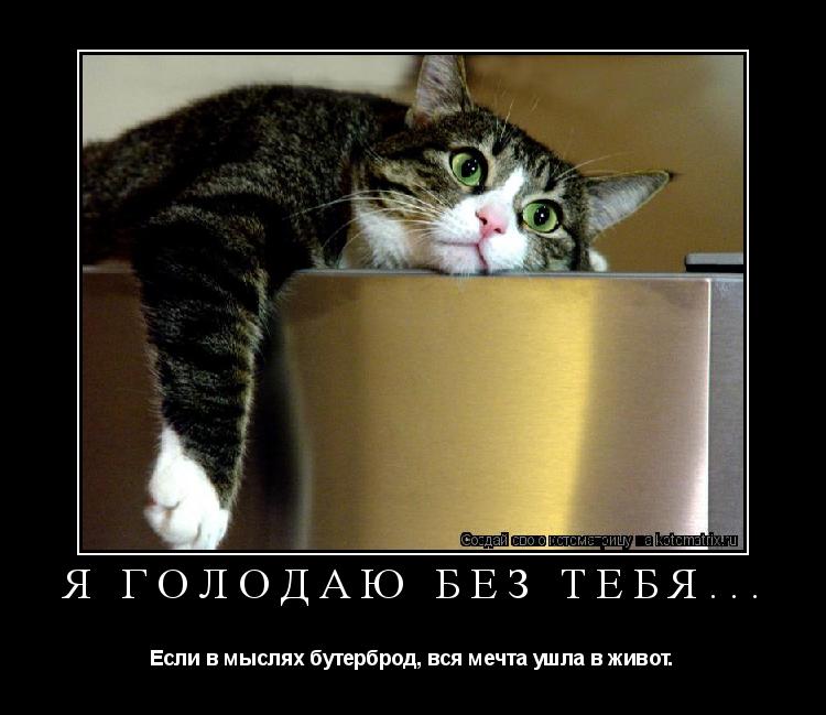Я голодаю без тебя... Если в мыслях бутерброд, вся мечта ушла в живот.... Котоматрица: Я голодаю без тебя... Если в мыслях бутерброд, вся мечта ушла в живот.