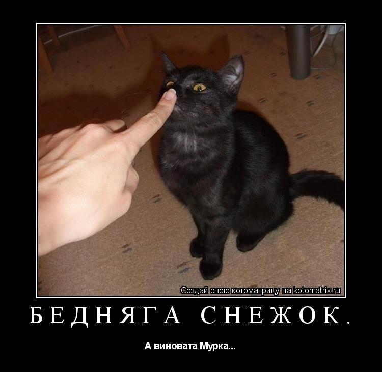 Бедняга Снежок. А виновата Мурка...... Котоматрица: Бедняга Снежок. А виновата Мурка...