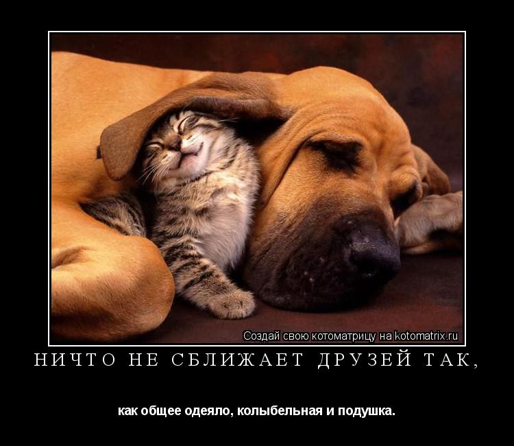 Ничто не сближает друзей так, как общее одеяло, колыбельная и подушка.... Котоматрица: Ничто не сближает друзей так, как общее одеяло, колыбельная и подушка.