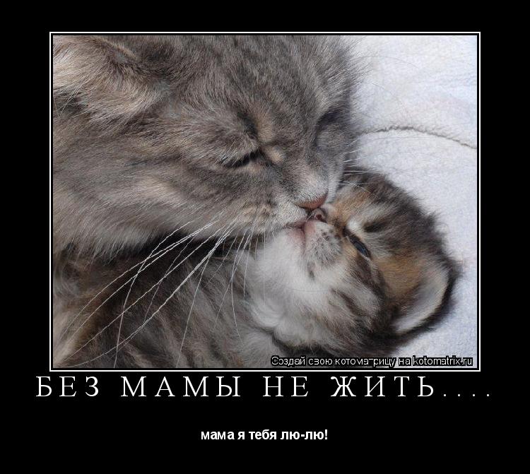 без мамы не жить.... мама я тебя лю-лю!... Котоматрица: без мамы не жить.... мама я тебя лю-лю!