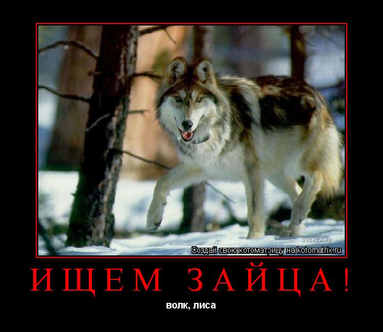 Ищем зайца! волк, лиса... Котоматрица: Ищем зайца! волк, лиса