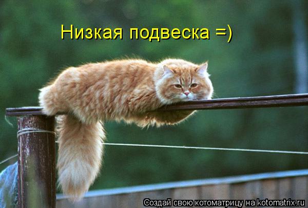 Низкая подвескa =)... Котоматрица: Низкая подвескa =)