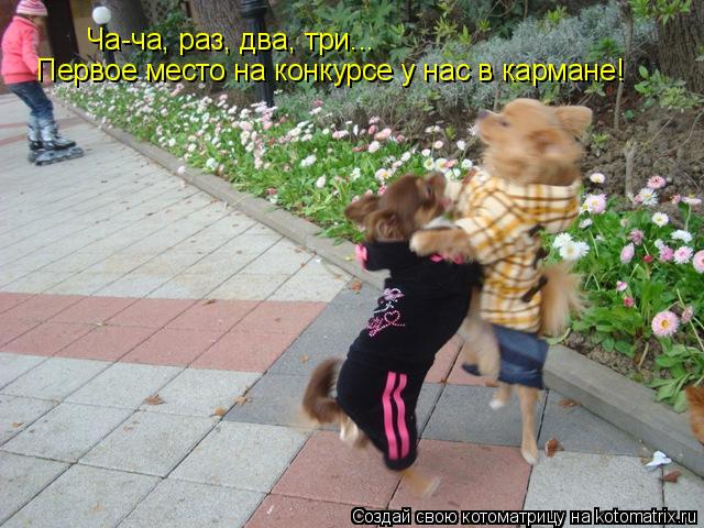 Ча-ча, раз, два, три... Первое место на конкурсе у нас в кармане!... Котоматрица: Ча-ча, раз, два, три... Первое место на конкурсе у нас в кармане!