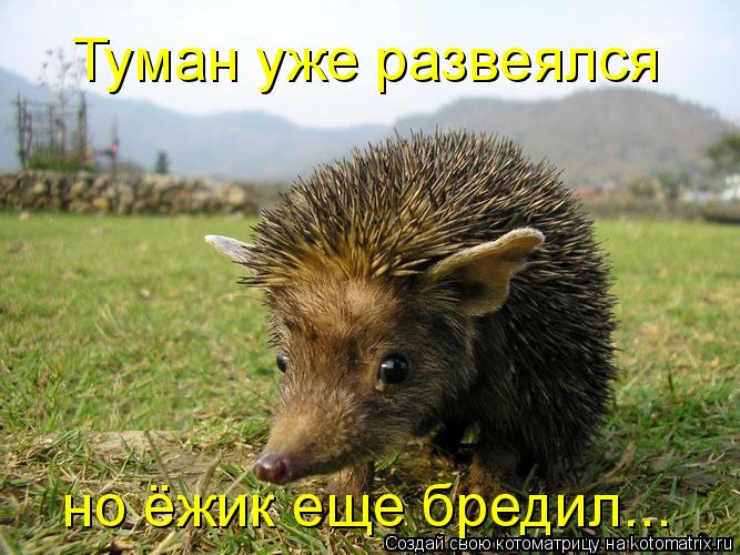 Котоматрица: Туман уже развеялся но ёжик еще бредил...