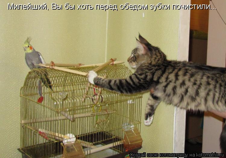 Милейший, Вы бы хоть перед обедом зубки почистили...... Котоматрица: Милейший, Вы бы хоть перед обедом зубки почистили...