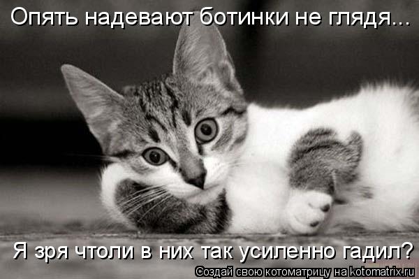 Опять надевают ботинки не глядя... Я зря чтоли в них так усиленно гадил?... Котоматрица: Опять надевают ботинки не глядя... Я зря чтоли в них так усиленно гадил?