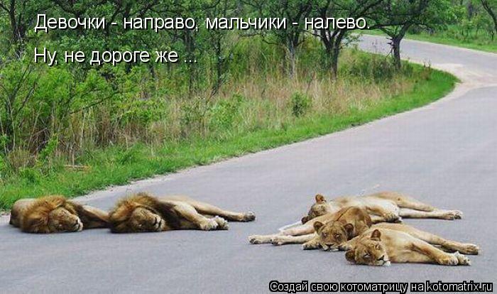 Девочки - направо, мальчики - налево. Ну, не дороге же ... Ну, не дороге же ...... Котоматрица: Девочки - направо, мальчики - налево. Ну, не дороге же ... Ну, не дороге же ...
