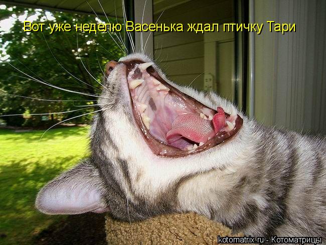 Вот уже неделю Васенька ждал птичку Тари... Котоматрица: Вот уже неделю Васенька ждал птичку Тари