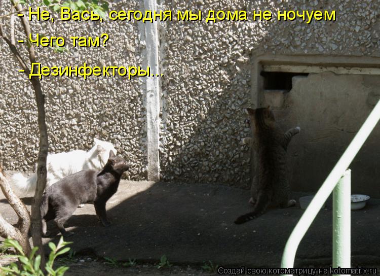- Не, Вась, сегодня мы дома не ночуем - Чего там? - Дезинфекторы...... Котоматрица: - Не, Вась, сегодня мы дома не ночуем - Чего там? - Дезинфекторы...