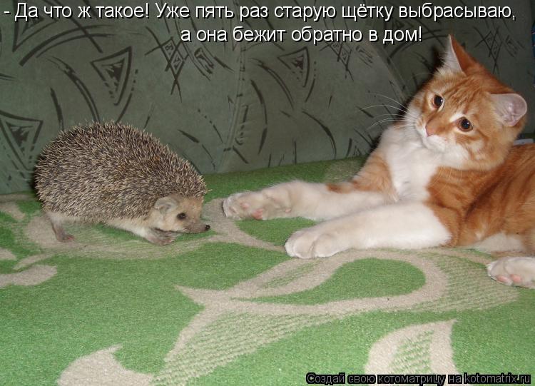 Котоматрица: - Да что ж такое! Уже пять раз старую щётку выбрасываю, а она бежит обратно в дом!