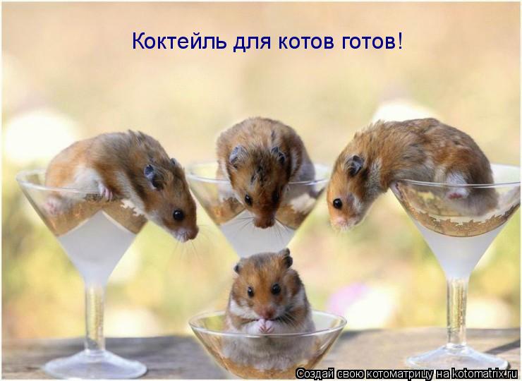Коктейль для котов готов!... Котоматрица: Коктейль для котов готов!