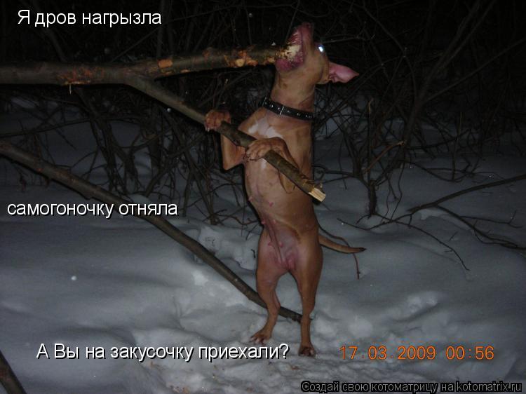 Я дров нагрызла,шашлыка наловила.А Вы то че приехали? Я дров нагрызла А Вы на закусочку приехали? сом... Котоматрица: Я дров нагрызла,шашлыка наловила.А Вы то че приехали? Я дров нагрызла А Вы на закусочку приехали? сомогоночку отняла самогоночку отняла