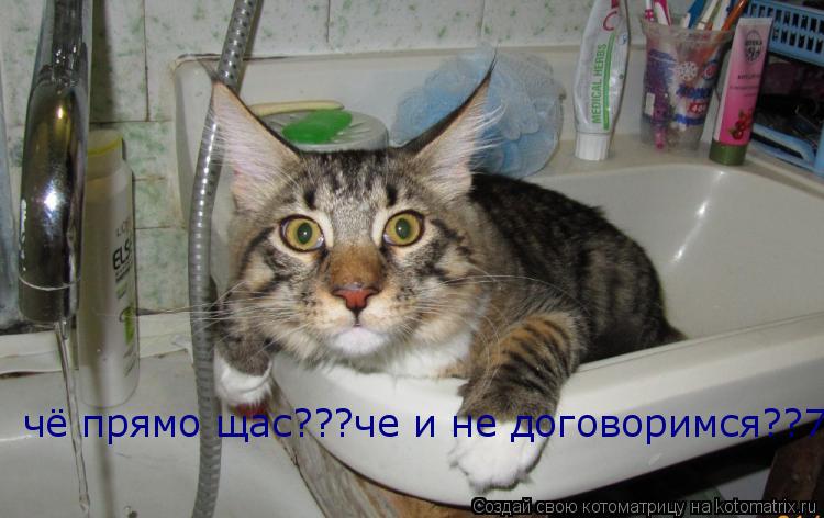 чё прямо щас???че и не договоримся??7... Котоматрица: чё прямо щас???че и не договоримся??7