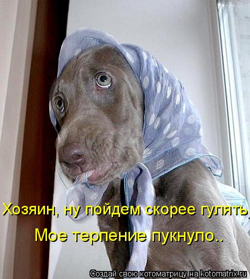 Хозяин, ну пойдем скорее гулять. Мое терпение пукнуло..... Котоматрица: Хозяин, ну пойдем скорее гулять. Мое терпение пукнуло..
