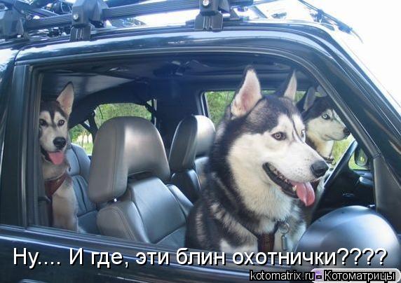 Ну.... И где, эти блин охотнички????... Котоматрица: Ну.... И где, эти блин охотнички????