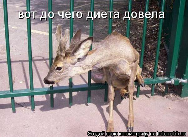 вот до чего диета довела... Котоматрица: вот до чего диета довела