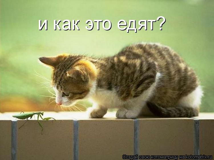 и как это едят?... Котоматрица: и как это едят?