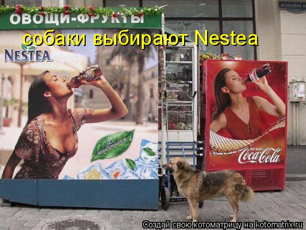 собаки выбирают Nestea... Котоматрица: собаки выбирают Nestea