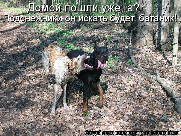 Домой пошли уже, а? Подснежники он искать будет, батаник!... Котоматрица: Домой пошли уже, а? Подснежники он искать будет, батаник!