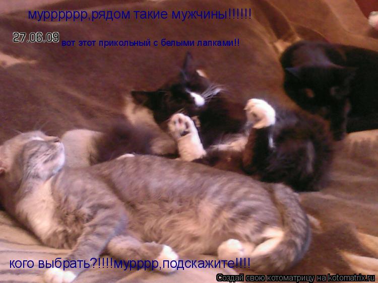 мурррррр,рядом такие мужчины!!!!!! кого выбрать?!!!!мурррр,подскажите!!!! вот этот прикольный с белым... Котоматрица: мурррррр,рядом такие мужчины!!!!!! кого выбрать?!!!!мурррр,подскажите!!!! вот этот прикольный с белыми лапками!!