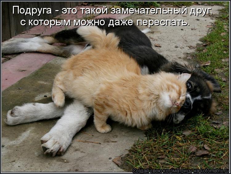 Подруга - это такой замечательный друг, с которым можно даже переспать.... Котоматрица: Подруга - это такой замечательный друг, с которым можно даже переспать.