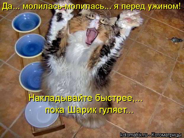 Да... молилась-молилась….. я перед ужином! пока Шарик гуляет... Накладывайте быстрее,...... Котоматрица: Да... молилась-молилась….. я перед ужином! пока Шарик гуляет... Накладывайте быстрее,...