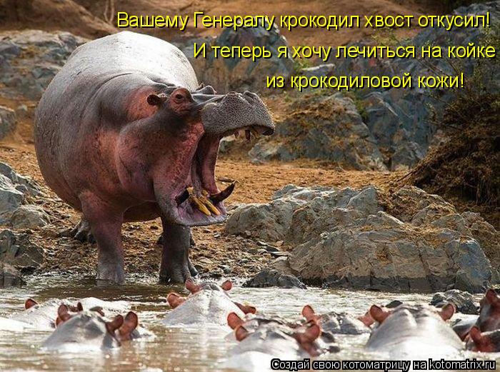 Вашему Генералу крокодил хвост откусил! И теперь я хочу лечиться на койке из крокодиловой кожи!... Котоматрица: Вашему Генералу крокодил хвост откусил! И теперь я хочу лечиться на койке из крокодиловой кожи!