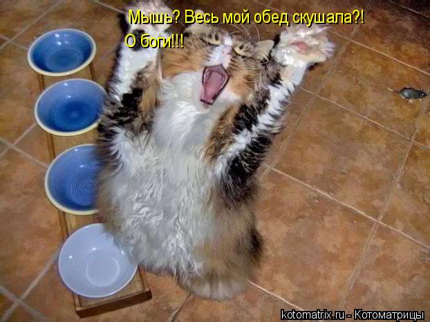 Котоматрица: Мышь? Весь мой обед скушала?! О боги!!!