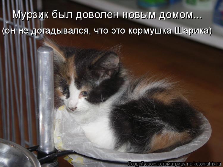 Котоматрица: Мурзик был доволен новым домом... (он не догадывался, что это кормушка Шарика)