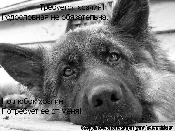 Котоматрица: Требуется хозяин! Родословная не обязательна. Но любой хозяин Потребует её от меня!