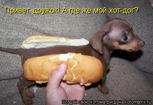 Котоматрица: Привет, дружок! А где же мой хот-дог?