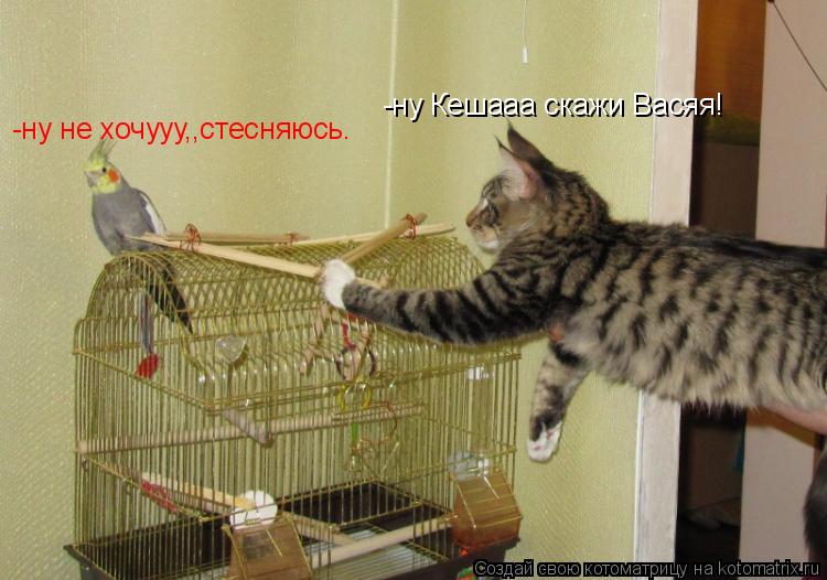 Котоматрица: -ну Кешааа скажи Васяя! -ну не хочууу,,стесняюсь.