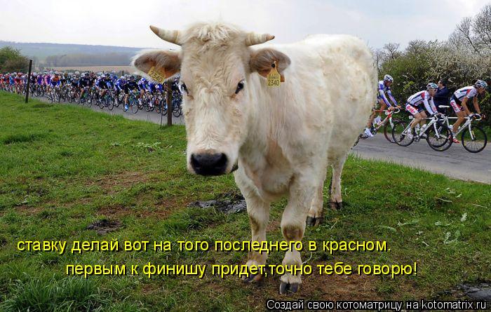 ставку делай вот на того последнего в красном. первым к финишу придет,точно тебе говорю!... Котоматрица: ставку делай вот на того последнего в красном. первым к финишу придет,точно тебе говорю!