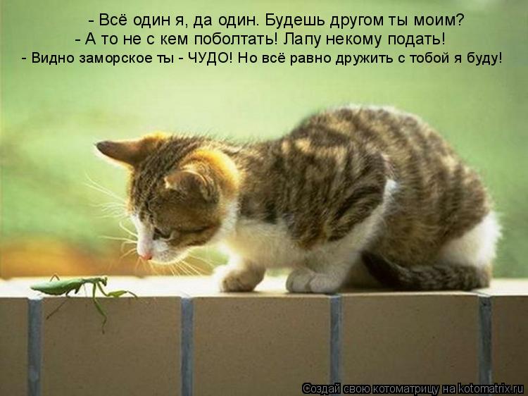 - А то не с кем поболтать! Лапу некому подать! - Видно заморское ты - ЧУДО! Но всё равно дружить с то... Котоматрица: - А то не с кем поболтать! Лапу некому подать! - Видно заморское ты - ЧУДО! Но всё равно дружить с тобой я буду! - Всё один я, да один. Будешь друго