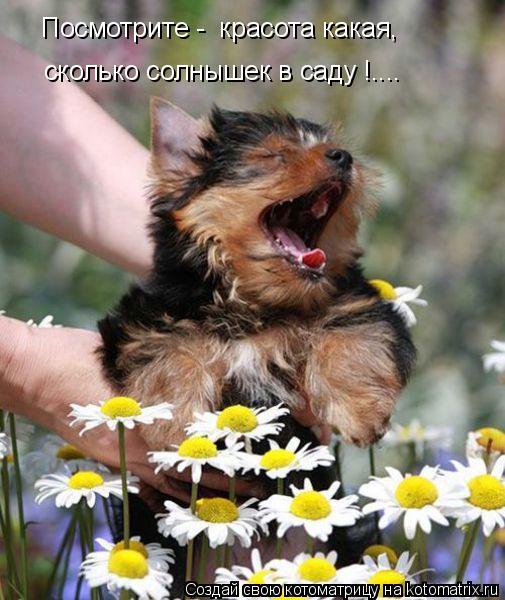 Посмотрите - красота какая, сколько солнышек в саду !....... Котоматрица: Посмотрите - красота какая, сколько солнышек в саду !....