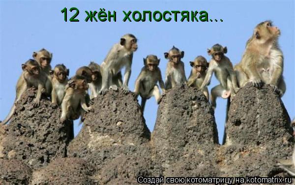 12 жён холостяка...... Котоматрица: 12 жён холостяка...