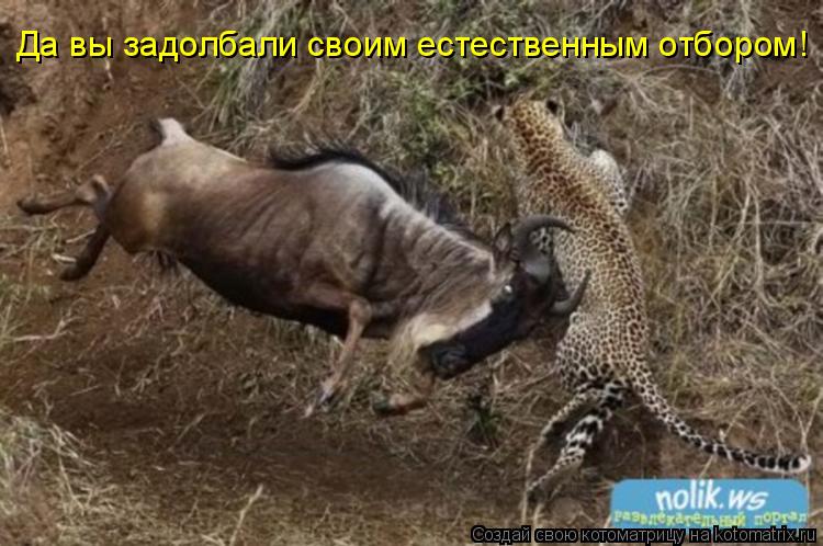 Да вы задолбали своим естественным отбором!... Котоматрица: Да вы задолбали своим естественным отбором!