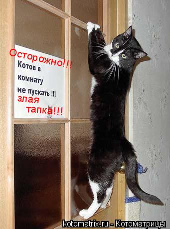 Котоматрица: Осторожно!!! злая тапка!!!